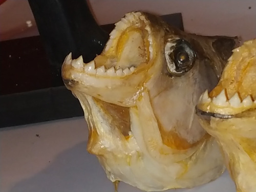 Trofeos De Cabeza De Piraña Caribe. Taxidermia