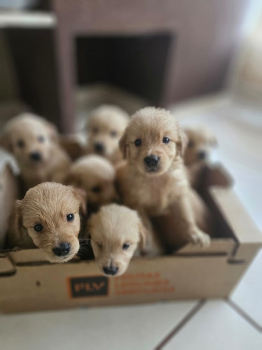 Filhotes De Golden Rretriever Puro