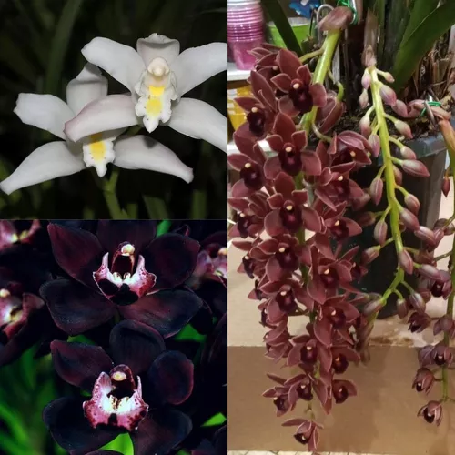 Kit 3 Orquídea Cymbidium Exótica Negra Pendente Branca