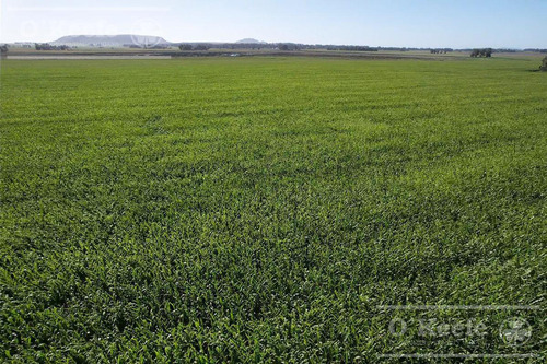 Imagen 4 de 15 de Campo En Venta De 113 Has En Balcarce 90 % Agrícola - Suelos Clase 1 Y 2