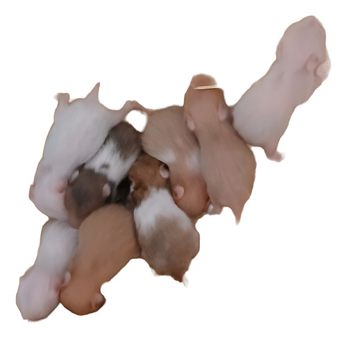 Hámster Sirio - Mascota Ideal Para Compañía, Dócil
