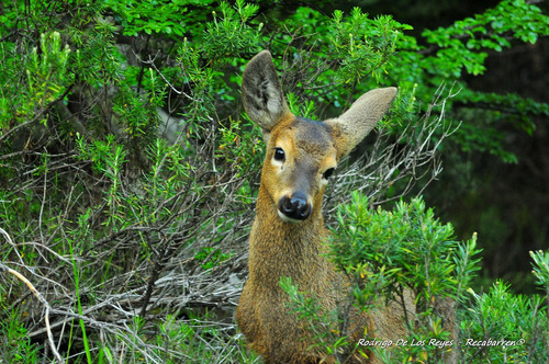 Macrolotes En Proyecto Consolidado Aguas De La Patagonia