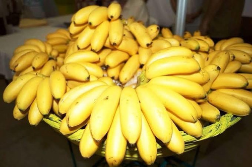 Platano Roatan, Castilla, Manzano, Morado, Dominico, Plantas