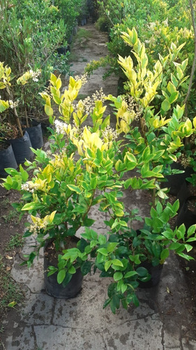 Olea Texana, Ligustrum Texanum, Cerco Vivo 10lts