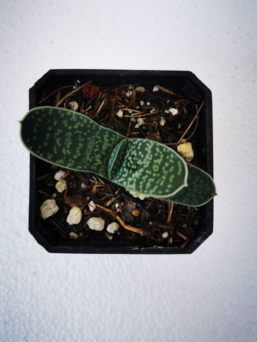 Suculenta Gasteria Maculata 15 Pzas