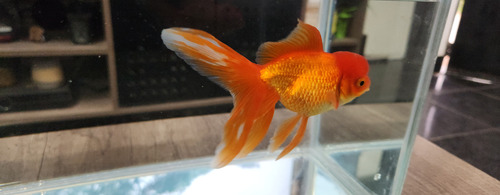 Pez Oranda Cabeza De Leon .2 Durazno Dorado