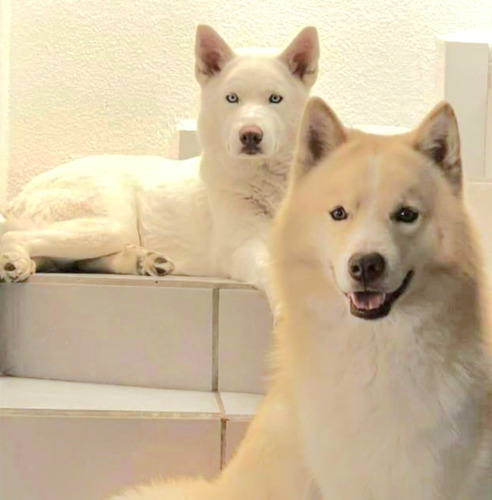  Husky Siberiano Blanco 