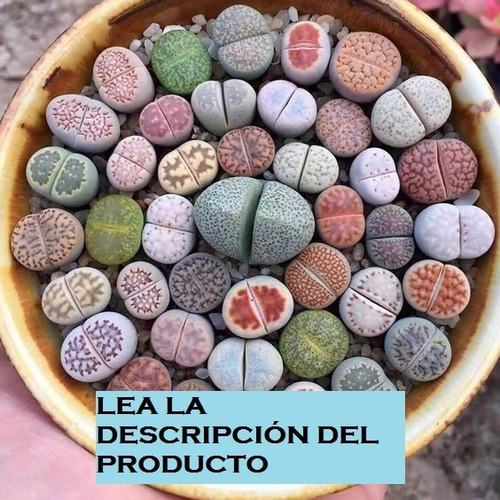 Plantas Raras Lithops Cactus Piedra Plantas Madre!!!!! (avl)
