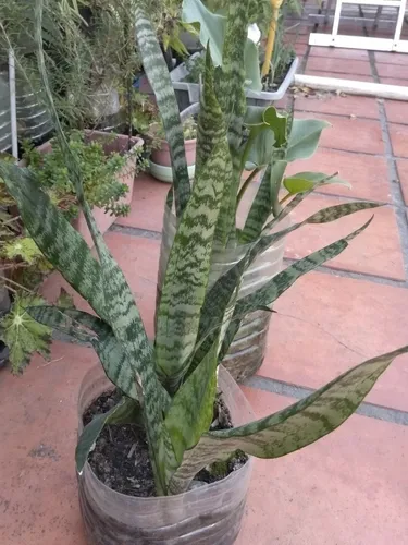 Espada San Jorge Sansevieria Gde. Para La Suerte
