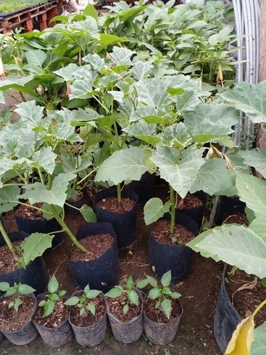 Datura Ferox - Chamico - Cultivos Organicos