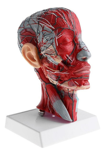 1:1 Cabeza Con Anatomía Vasos Cervicales Arterias