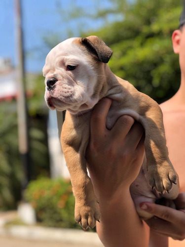 Imagen 3 de 4 de Cachorra Bulldog Ingles Pura Genetica