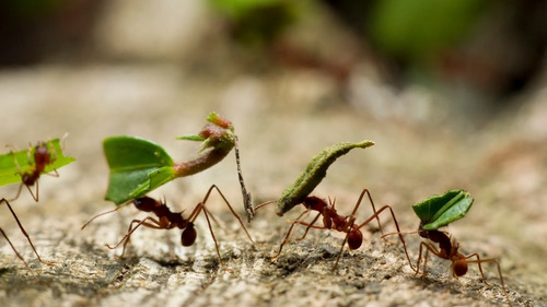 Imagen 5 de 10 de Mamboreta Mirex-s 200gr Cebo Mata Hormiga Cortadora Minera