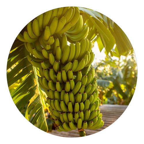 10 Mudas De Banana Princesa Brs Embrapa Resistentes