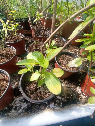 Planta Huerta Albahaca Variegada