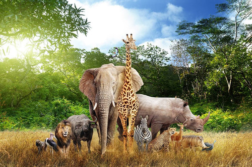 Fundo Fotográfico Tecido Animais Savana Africa 2,20m X 1,50m