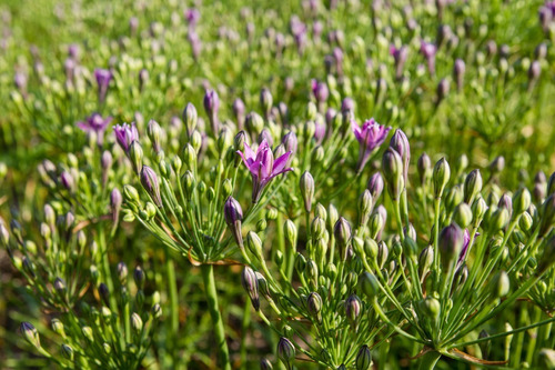 Bulbos Brodiaea Lila De Los Andes - Importado Holanda | MercadoLibre