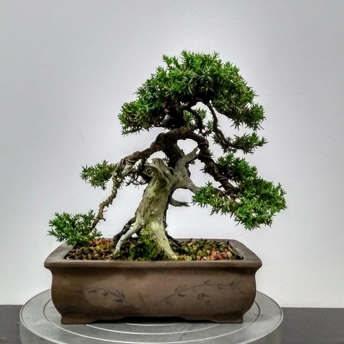 Bonsai Juníperus Procumbens