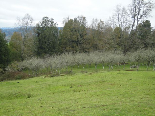 Agrícola En Venta En Paillaco