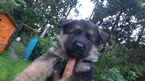 Ovej. Aleman Cachorros Con Pedigree Poa