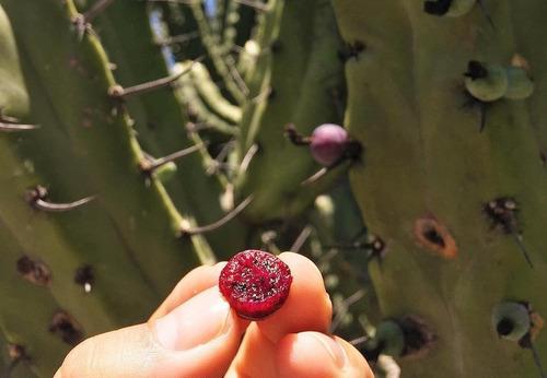 Myrtillocactus Geometrizans 250 Semillas Garambullo + Regalo
