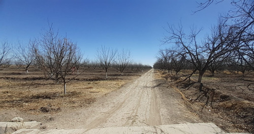 Terreno Con Nogales En Venta En San Pedro De Las Colonias, Coahuila