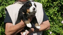 Comprar Cachorros Boyero De Berna Criados En Campo. 100% Garantia