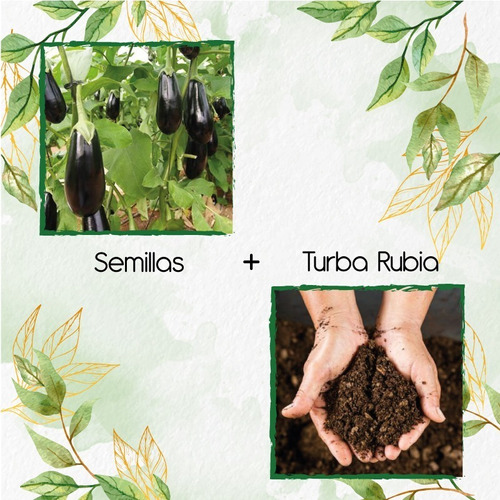 400 Semillas De Berenjena Larga + Turba De Germinación