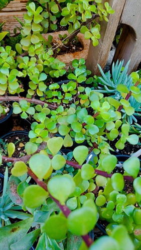 3 Muda Suculenta Portulacaria Afra - Planta Mini Jade -sorte