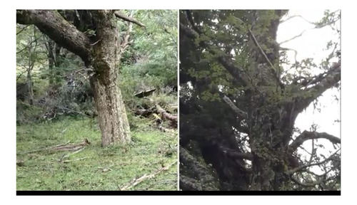 Imagen 16 de 30 de Campo 240 Ha C/ Bosque, Rios Y Glaciare Cerca Villa Castillo