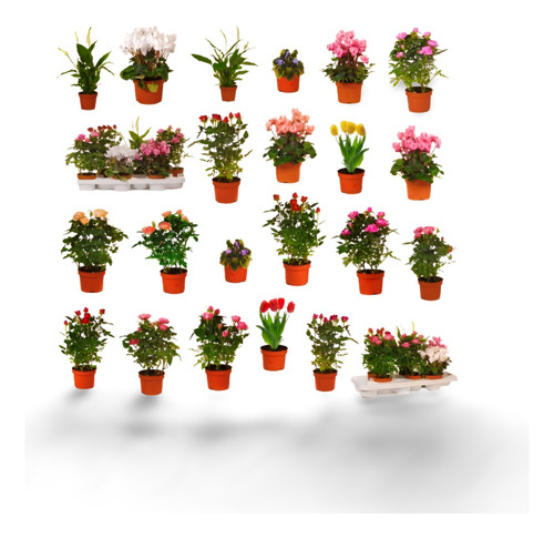 Planta Viveros En Telde Gran Canaria