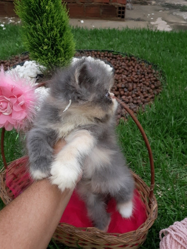 Imagem 3 de 5 de Gato Persa