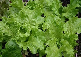 Black-seeded Simpson Lechuga Seeds- 1.000 + Seeds- Heirloom 