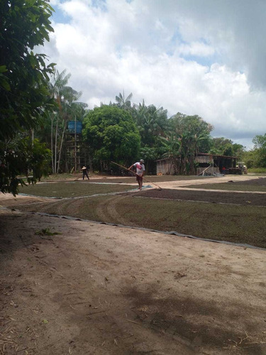 Imagem 2 de 14 de Vende-se Fazenda De 51 Alqueires Titulada
