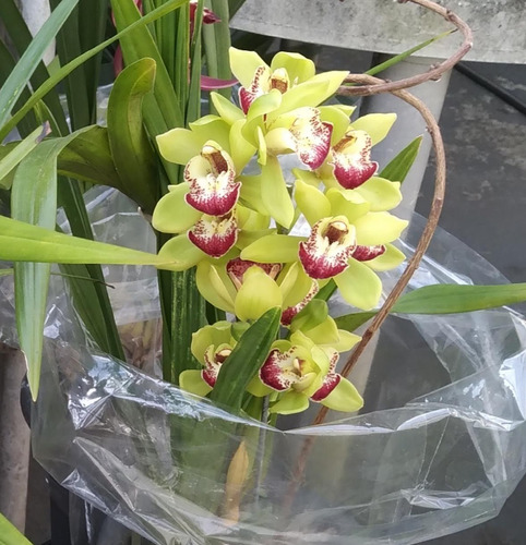 Orquídeas Cymbidiuns Adultas - Varias Cores A Escolher
