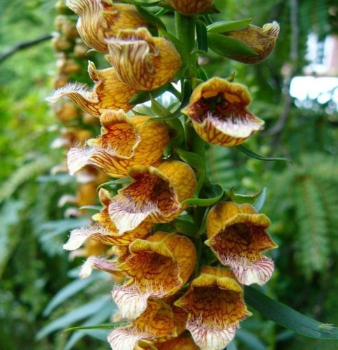 Sementes De Digitalis Flor De Gloxinia Sortida Vasos Jardins | MercadoLivre