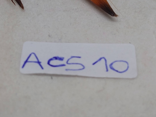 Imagen 7 de 7 de Nico 6 Pinceles Rectos N°s 1/2/3/4/5/6 (acs 10)