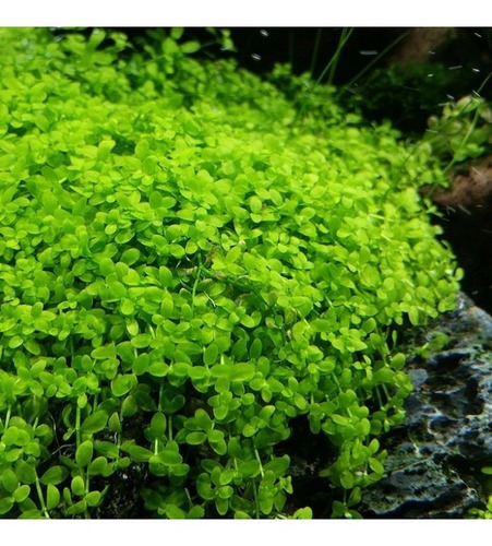 Planta Micranthemum Sp. (monte Carlo) Chácara Takeyoshi