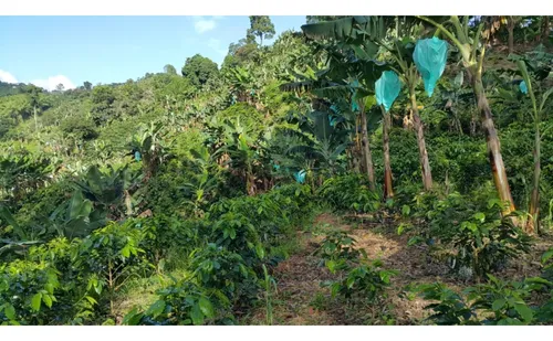Vendo Finca Cafetera 47 Cuadras Por El Trebol Chinchina