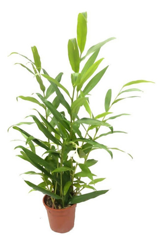Caña De Ámbar, Flor Mariposa. Hedychium Coronarium
