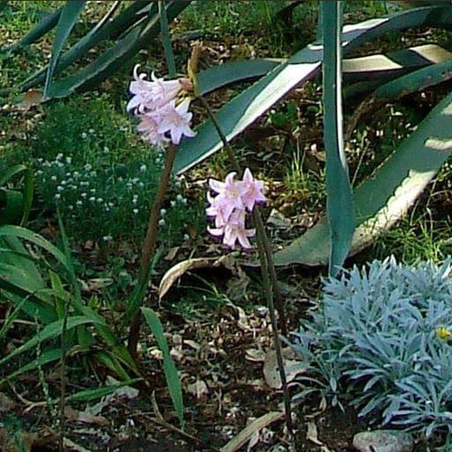 4 Bulbos Chicos De Azucena Rosa (amarilis Belladona)