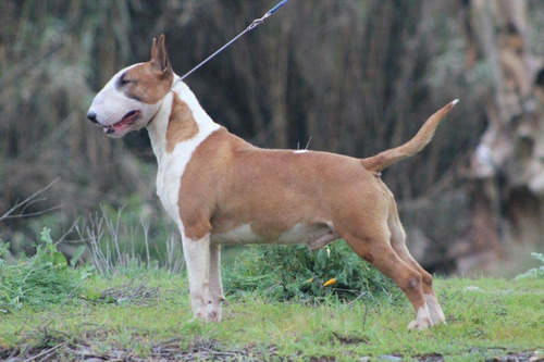 Cachorros Bull Terrier Gran Pedigree