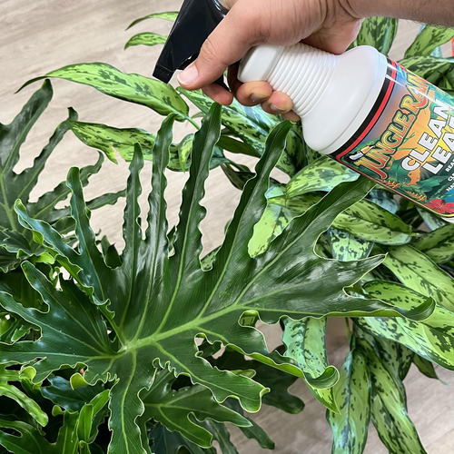 Jungle Rain Clean Leaf - Limpiador De Follaje Natural Con Ac