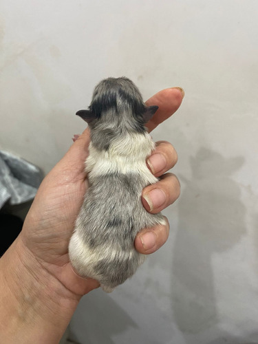 Pomerania Choco-parti Marron Y Blanco