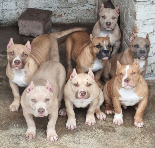 American Bully Pocket