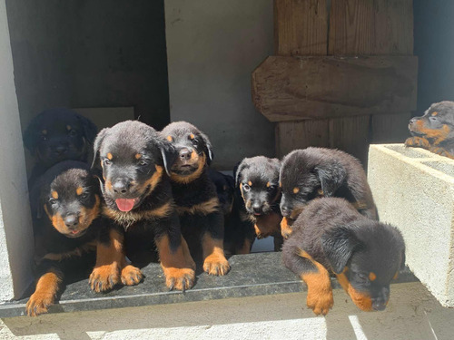 Filhotes Da Raça Rottweiller