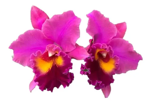Orquídea Blc. Oconee Mendenhall X Blc. Tiago Suzuki | MercadoLivre