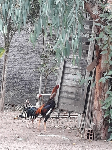 Imagem 1 de 1 de Ovos Selecionados De Aves Com Várias Apresentações No Brasil