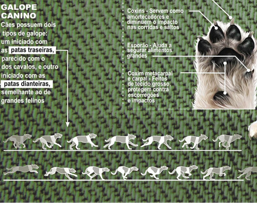 3 Posters Medicina Veterinária 65x100cm Corpo Do Cachorro