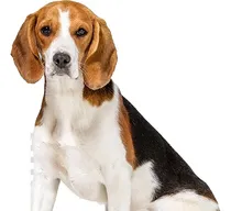 Comprar Beagle De Calidad  Exclusivo En  Criamas